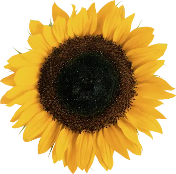 a yellow sunflower on a white background