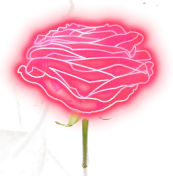 a pink rose on a white background