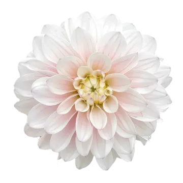 a close up of a white and pink flower