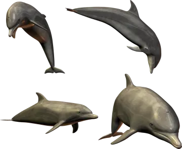 a group of dolphins in different poses