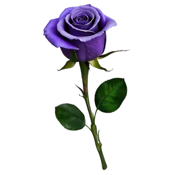 a single purple rose on a white background