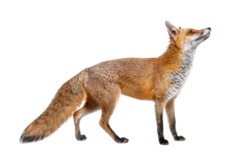 a red fox standing up against a white background