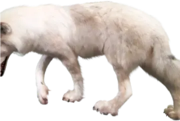 a polar bear walking across a white background