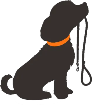 a black dog with an orange collar and leash