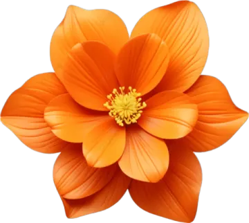 an orange flower on a white background