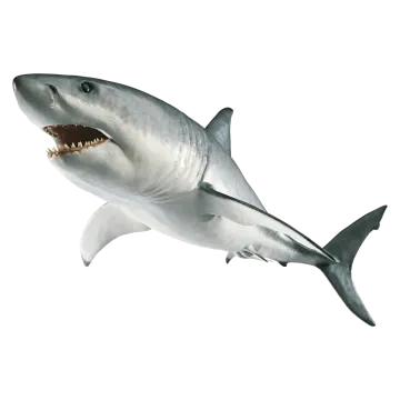 a great white shark with its mouth open