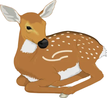 a deer laying down on the ground