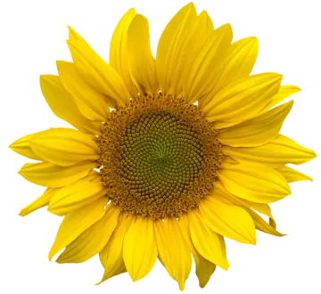 a yellow sunflower on a white background