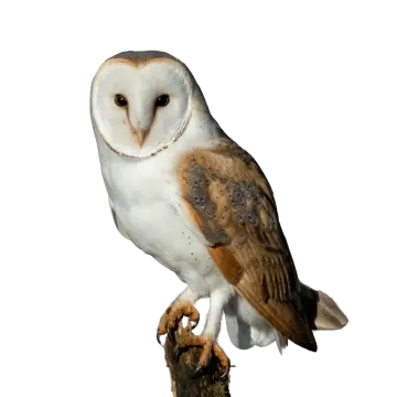 an owl perched on top of a branch