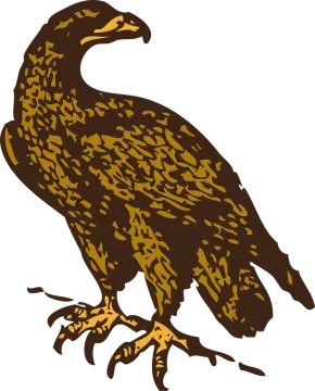a brown and black bird on a white background
