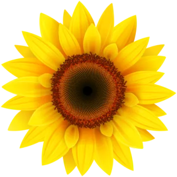 a sunflower on a white background