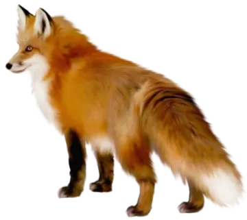 a red fox standing on a white background