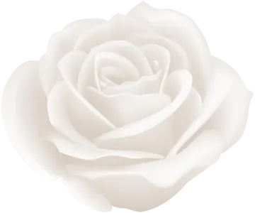 a white rose flower