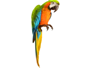 a colorful parrot perched on top of a tree branch