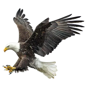 an eagle flying in the air with its wings spread