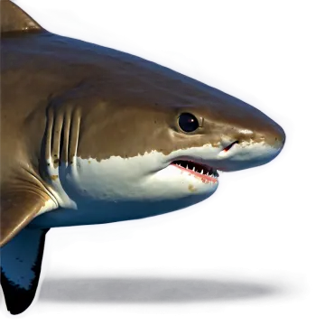 a close up of a shark with its mouth open