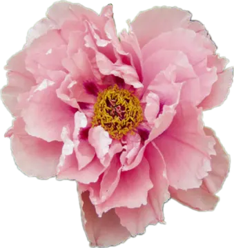 a pink flower on a white background