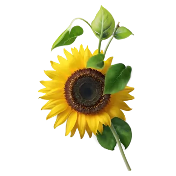 a yellow sunflower with green leaves on a white background
