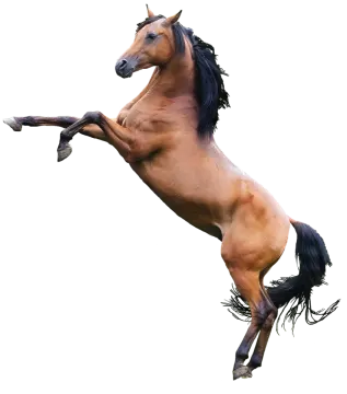 a brown horse is jumping in the air