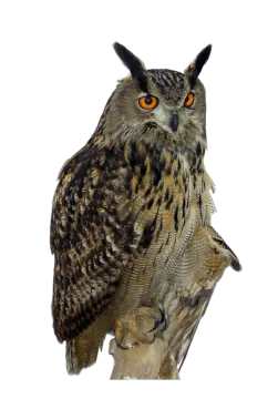 an owl sitting on top of a tree branch