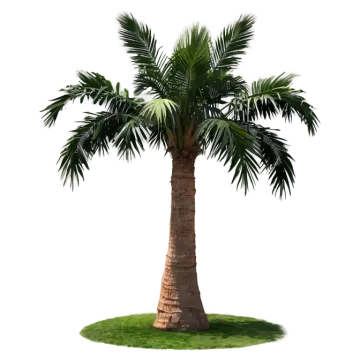 a palm tree on a white background