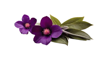 two purple flowers on a white background