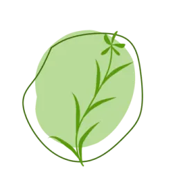 a green leaf on a white background