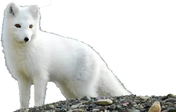 a white fox standing on top of a pile of rocks