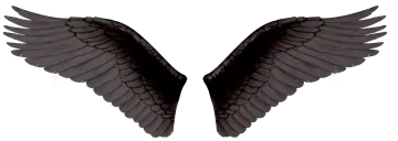 two black wings on a white background