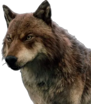 a close up of a wolf's face