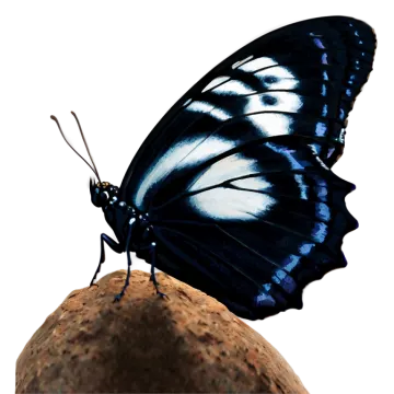 a butterfly sitting on top of a rock