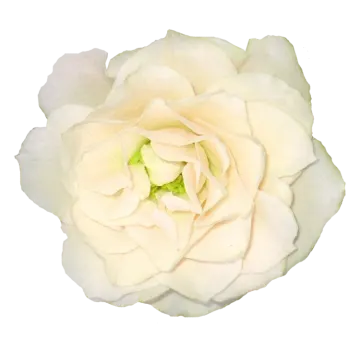 a white rose is shown in this image