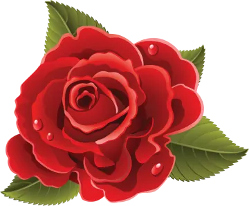 a red rose with green leaves