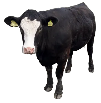 a black and white cow