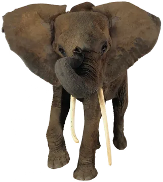 an elephant is standing on a white background