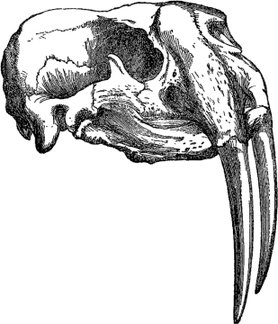 a black and white drawing of a skull