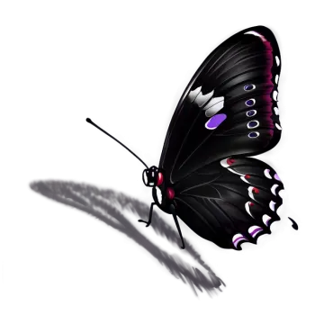 a black and purple butterfly on a white background