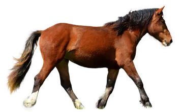 a brown horse walking on a white surface