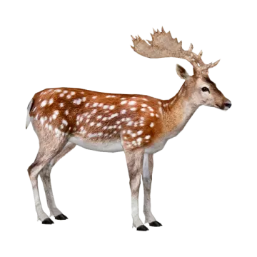a small deer standing in front of a white background