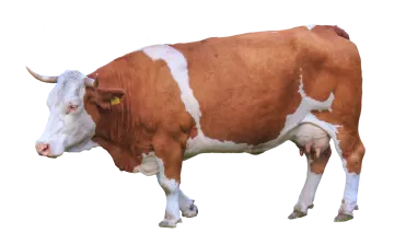 a brown and white cow