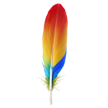 a colorful feather on a white background