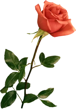 a single red rose on a white background
