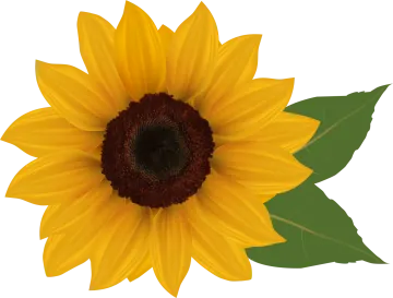 a yellow sunflower with green leaves