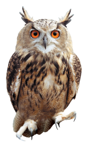an owl sitting on top of a white surface
