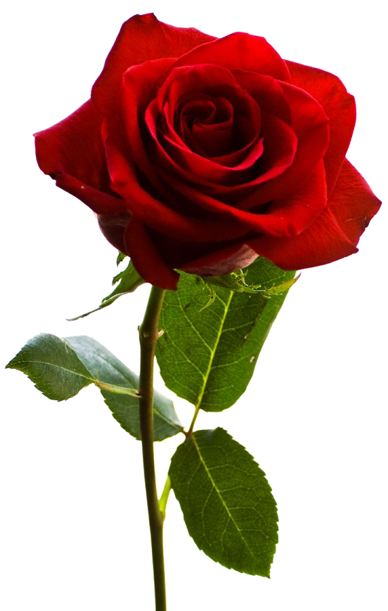 a single red rose on a white background