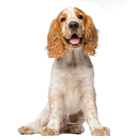 a brown and white dog sitting on the ground