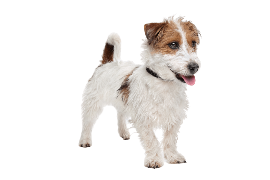 a small white and brown dog on a white background