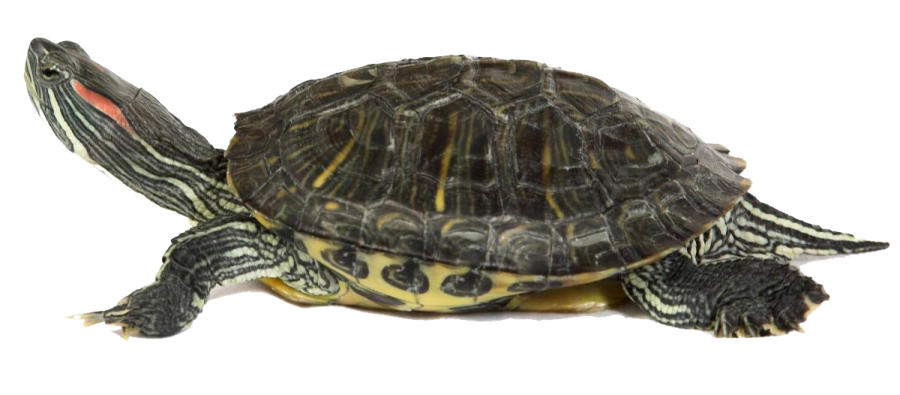 a small turtle on a white background
