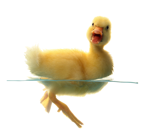a yellow duck floating in the water