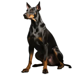 a black and brown dog sitting down on a white background